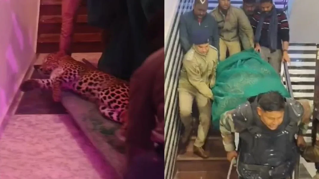 Leopard entered a wedding ceremony in Lucknow, bride and groom ran away to save their lives