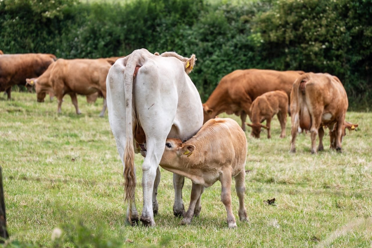 Cow Feeding Calf