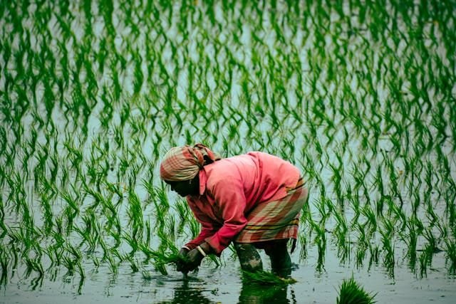 Rice Field Plating Rice Paddy