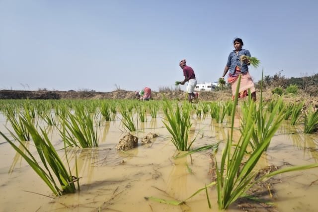Rice Field Plating Rice