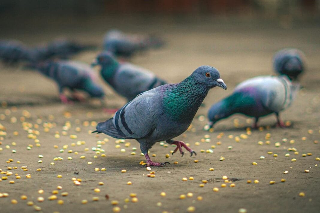 मुंबई कबूतरखाना विवाद, सुप्रीम कोर्ट का फैसला