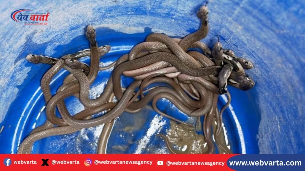 शेखपुरा: बाढ़ के बाद स्कूल में 15 जहरीले सांप, क्लासरूम बना सांपों का अड्डा