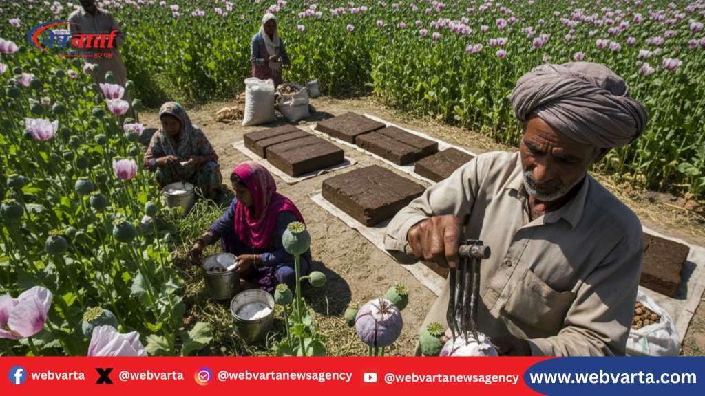 अफीम की खेती करने वाले किसान और डोडा उत्पादन की प्रक्रिया का दृश्य