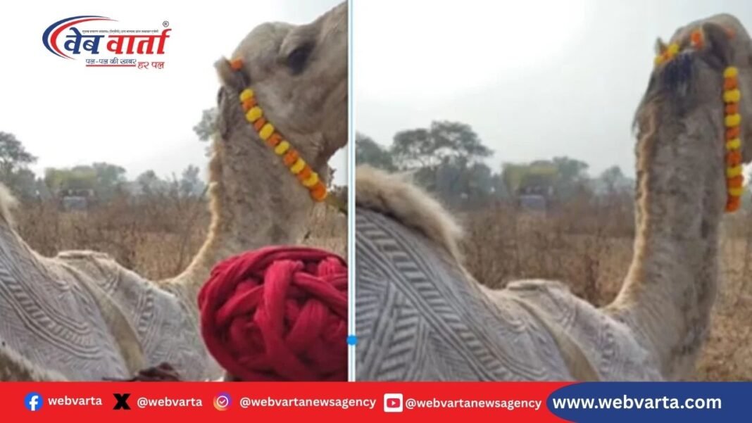 राजस्थान में ऊंटनी पर बाल काटकर बनाई गई नक्काशी