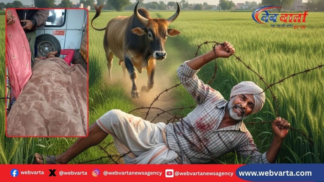 Hardoi Stray Bull Attack Farmer हरदोई में आवारा सांड के हमले से घायल किसान
