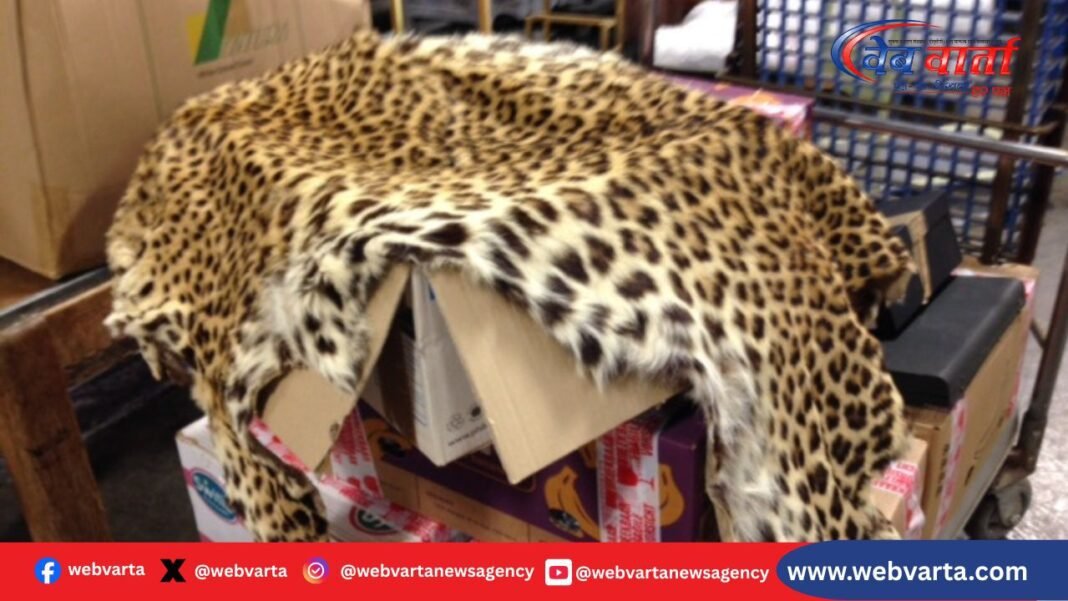 शहडोल में तेंदुए की खाल के साथ पटवारी गिरफ्तार, वन विभाग की बड़ी कार्रवाई