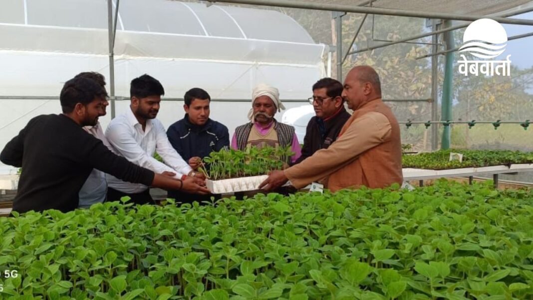 पचपेड़वा हाईटेक नर्सरी में तैयार किए गए सब्जी पौधे
