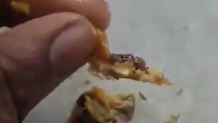 Bhopal News: आरजीपीवी कैंटीन में खाने में छिपकली मिलने का Bhopal News: आरजीपीवी कैंटीन में खाने में छिपकली मिलने का आरोप, शिकायत पर कर्मचारी शिमला मिर्च बता खुद खा गया