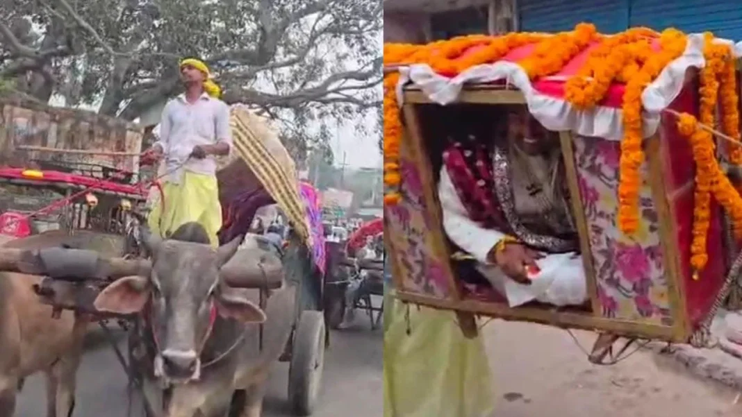 Bullock Cart Wedding Procession Deoria बैलगाड़ी से निकली अनोखी बरात