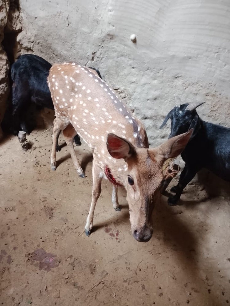 Lakhimpur Kheri News: कुत्तों के हमले से हिरन को ग्रामीणों Lakhimpur Kheri News: कुत्तों के हमले से हिरन को ग्रामीणों ने बचाया