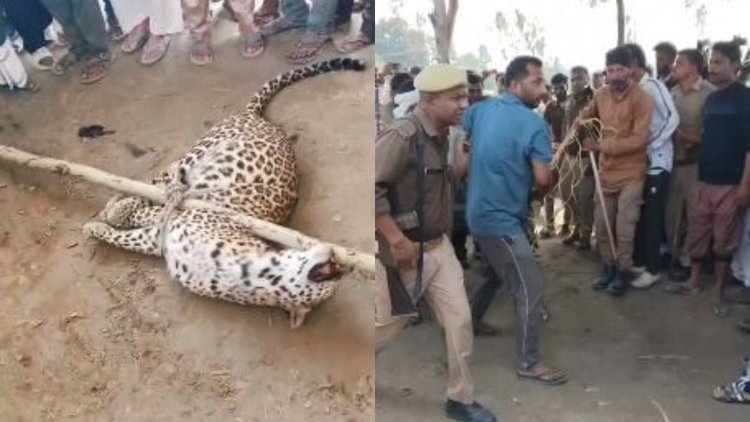 Lakhimpur Kheri: ग्रामीणों पर हमला करने वाले तेंदुए को लोगों ने पकड़ा, लाठी से दबाकर रस्सी से बांधा