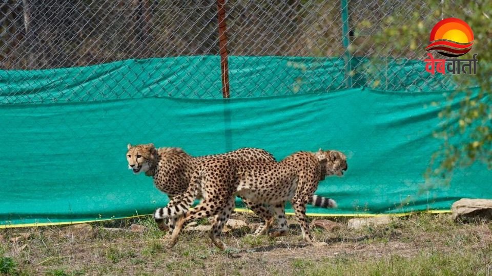 New Cheetahs Arrival Kuno National Park 1