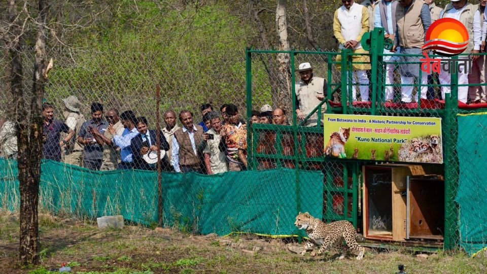 New Cheetahs Arrival Kuno National Park प्रोजेक्ट चीता नई खेप Kuno National Park में पहुंचे 9 चीते