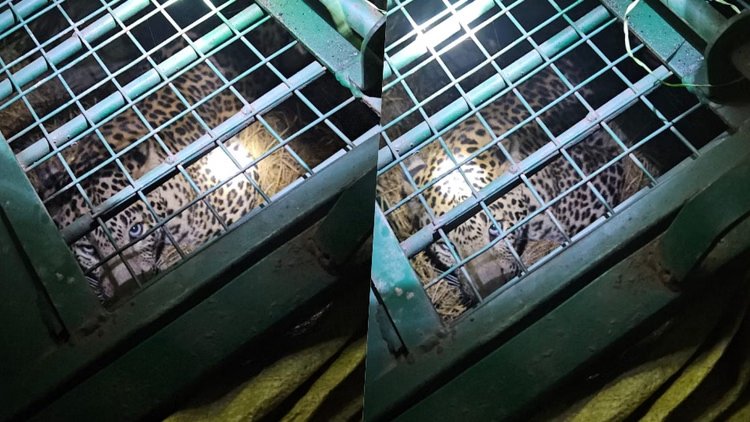 UP: 7 साल की मासूम को बनाया शिकार; 77 घंटे बाद पिंजरे में कैद हुआ खूंखार तेंदुआ, ग्रामीणों ने ली राहत की सांस