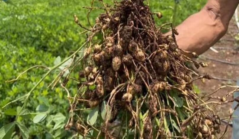 खेत में उगाई गई मूंगफली की फसल और उसकी खुदाई करते किसान