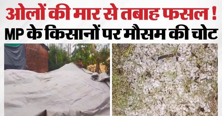 बारिश और ओलावृष्टि से संकट में किसान: बैतूल व शिवपुरी में सब्जियों समेत फसलों को भारी नुकसान, मुआवजे की मांग