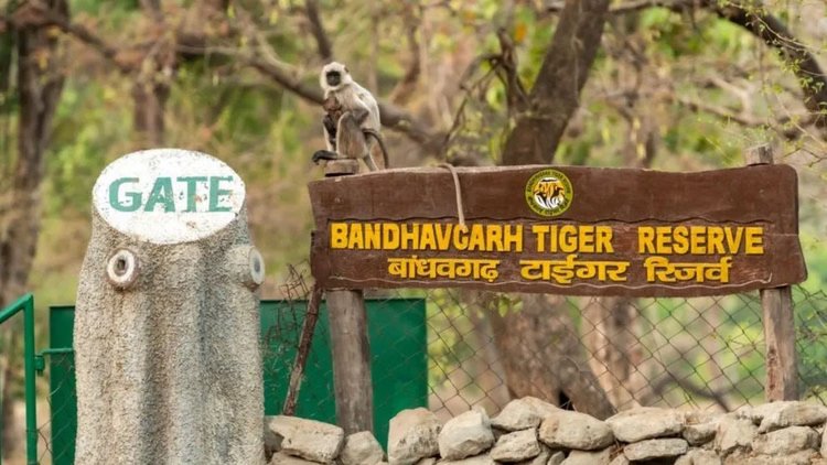 Umaria News: बांधवगढ़ में बाघों की खूनी भिड़ंत, खितौली परिक्षेत्र Umaria News: बांधवगढ़ में बाघों की खूनी भिड़ंत, खितौली परिक्षेत्र में मिला एक बाघ का शव; हड़कंप