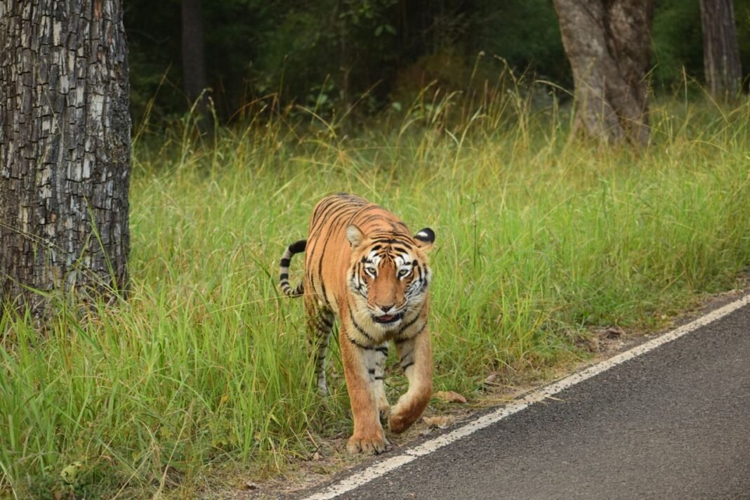 Bhopal Tiger Movement के बाद चंदनपुरा क्षेत्र में वन विभाग का सर्चिंग अभियान